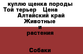 куплю щенка породы Той терьер › Цена ­ 1 000 - Алтайский край Животные и растения » Собаки   . Алтайский край